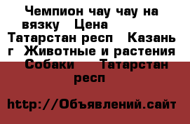 Чемпион чау-чау на вязку › Цена ­ 10 000 - Татарстан респ., Казань г. Животные и растения » Собаки   . Татарстан респ.